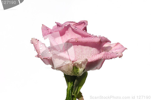 Image of Pink rose