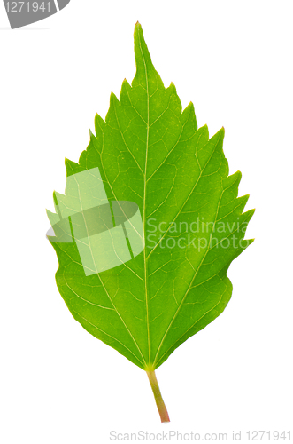 Image of Hibiscus leaf