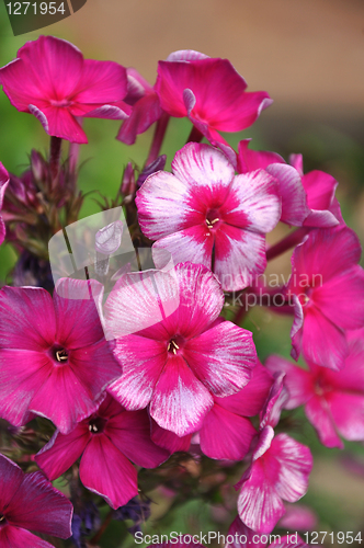 Image of Phlox Drakon