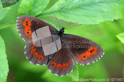 Image of Erebia ligea, Arran Brown resting on green leaf