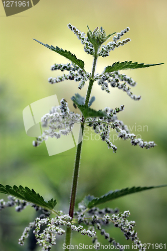 Image of Urtica dioica, Common Nettle