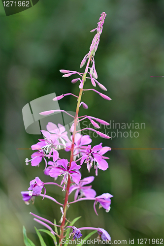 Image of Fireweed (Epilobium angustifolium)