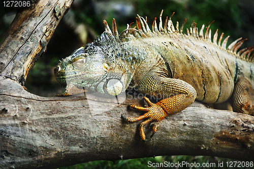 Image of Iguana