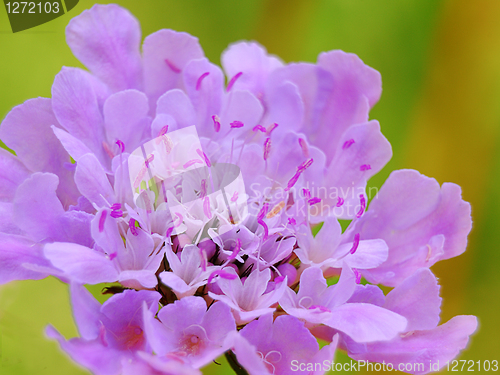 Image of Pink flower