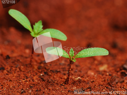 Image of Seedling