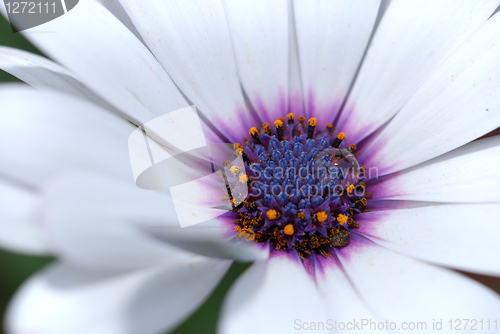 Image of White flower