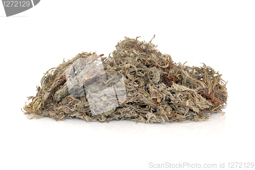 Image of Capillaries Herb