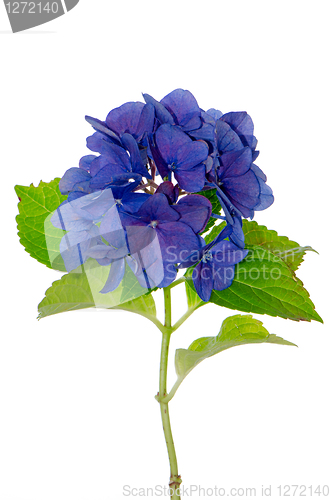 Image of Lacecap Hydrangea 