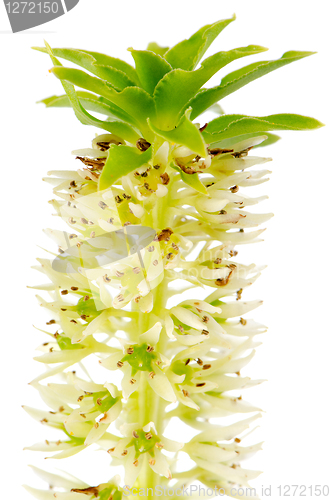 Image of Eucomis flower