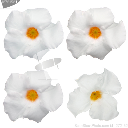 Image of White flowering Mandevilla