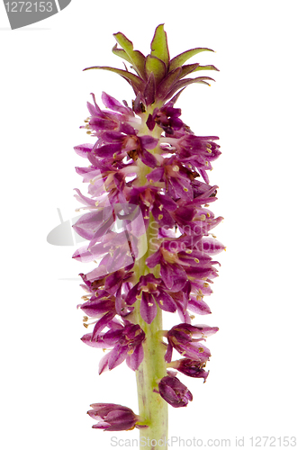 Image of Eucomis flower