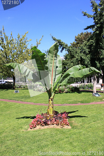 Image of palm tree in a garden