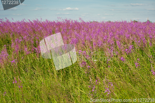 Image of Beautiful field view