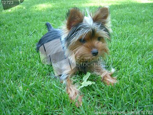 Image of Yorkie