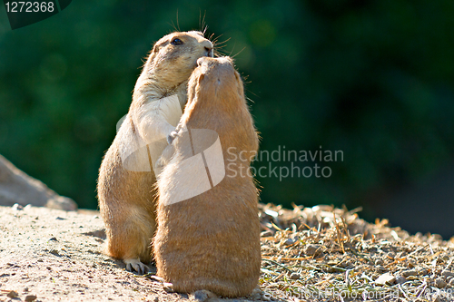 Image of Dancing Prairie dogs