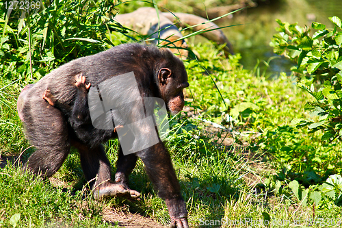 Image of Female Chimpanzee walking with baby