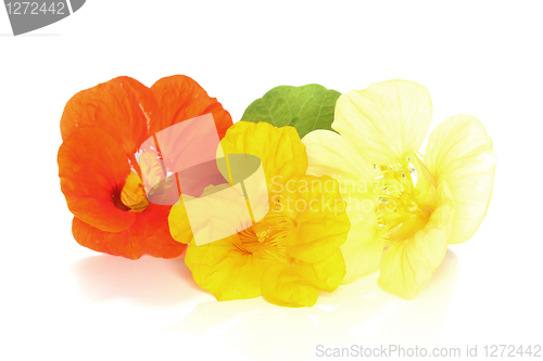 Image of Nasturtium