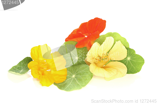 Image of Nasturtium