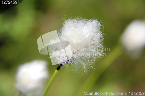 Image of Close up of Eriophorum, Cotton Grass 