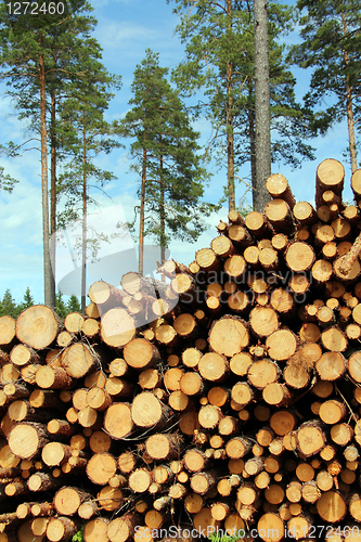 Image of A Large Stack of Wood with Pine Trees Background