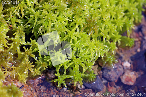 Image of Macro view of Green Sphagnum Moss by Water