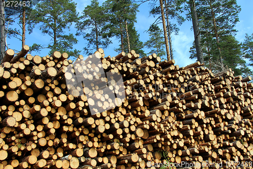 Image of A Large Stack of Wood for Energy