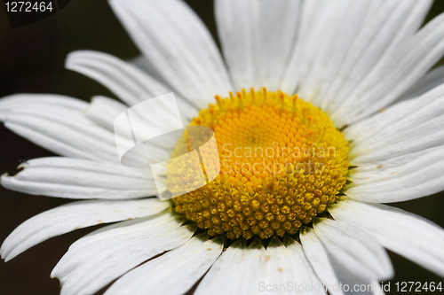 Image of Close up of Oxeye Daisy (Chrysanthemum leucanthemum) 