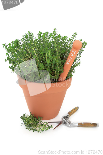 Image of Thyme Herb Garden