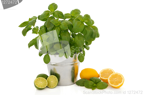 Image of Basil Herb and Citrus Fruit