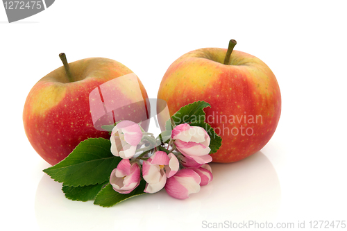 Image of  Apple Fruit with Flower Blossom