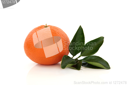 Image of Mandarin Orange