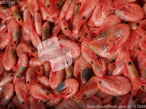 Image of Fresh shrimps