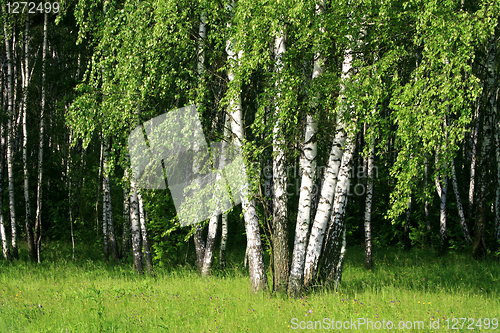 Image of birch trees with young foliage