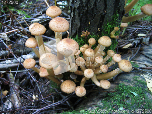 Image of honey mushrooms growing at tree