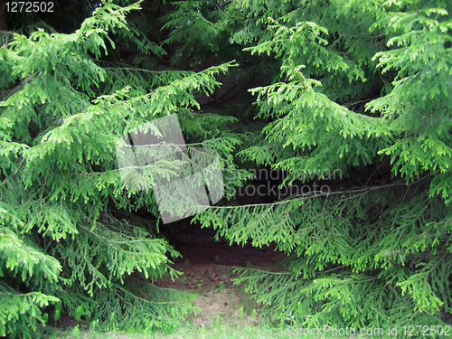 Image of branches of a pine