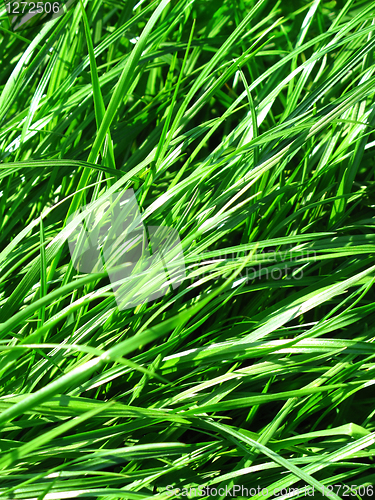 Image of fresh green grass