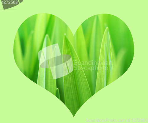 Image of nature heart 