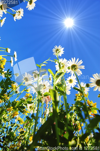 Image of daisy flower in summer with blue sky