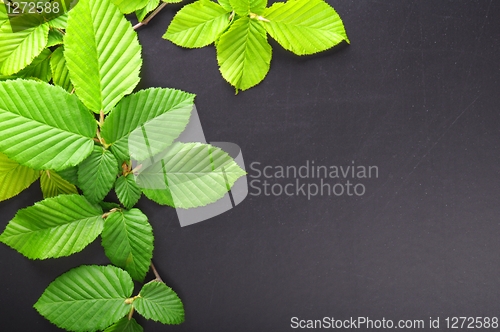 Image of leaves and copyspace