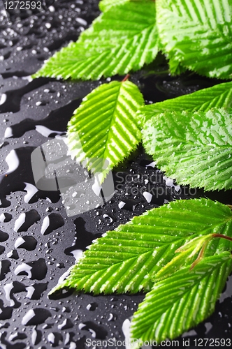 Image of leaf