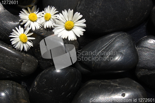 Image of daisy flowers on black stones