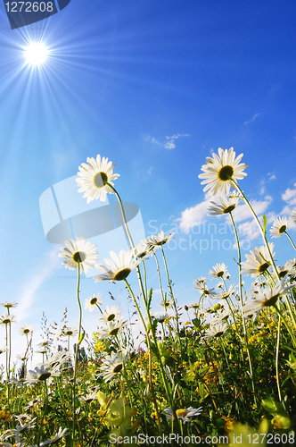 Image of flower in summer under blue sky