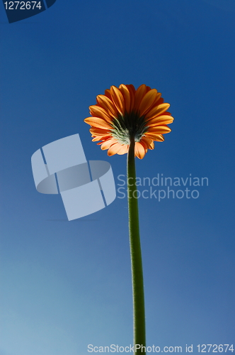 Image of Gerbera daisy