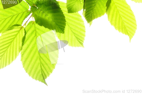 Image of leaf and copyspace