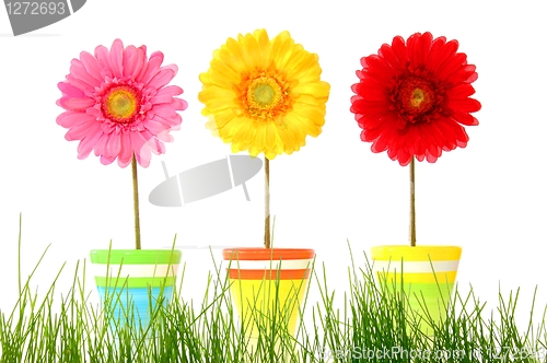Image of flower