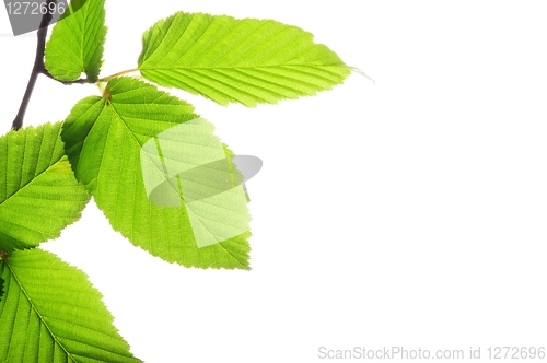 Image of isolated leaves