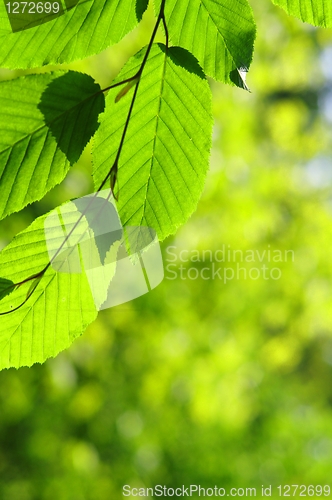 Image of leaves and copyspace