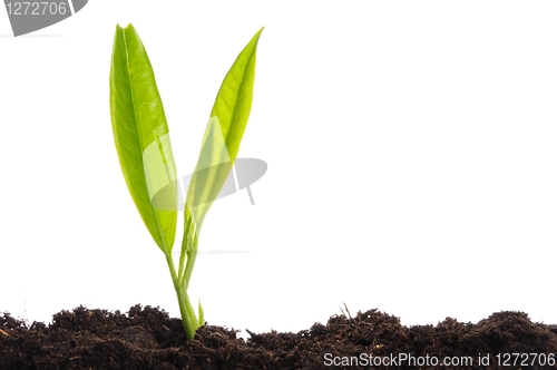 Image of young plant