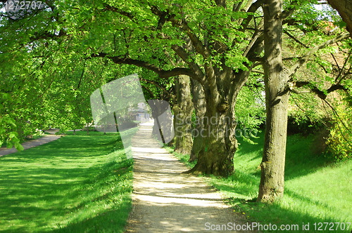 Image of summer tree alley