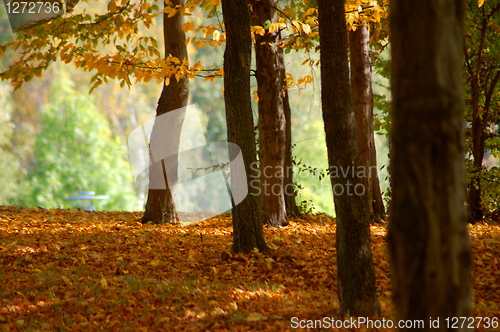 Image of forest and garden with golden leaves at fall